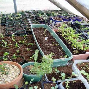 Gardening: A New Year’s Resolution